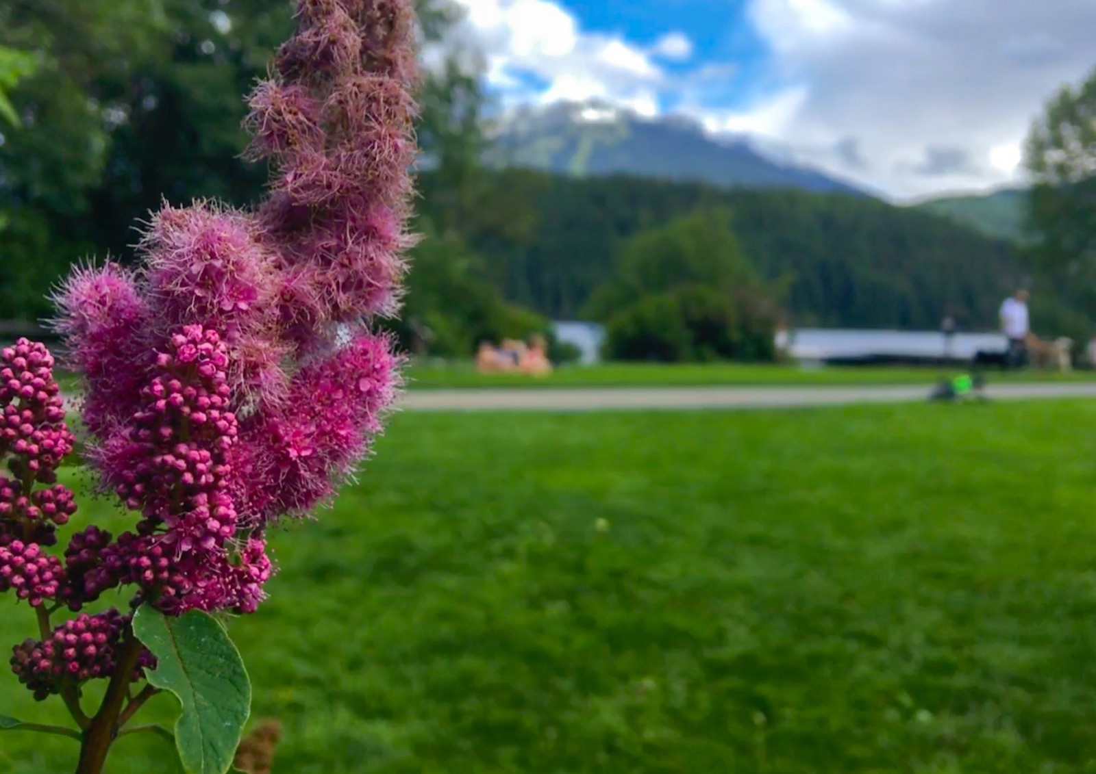 Flowers, with Whistler mountain in the background