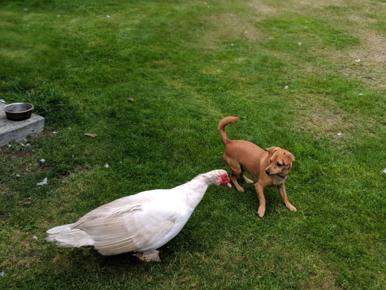 Cute dog and duck looking at each other.