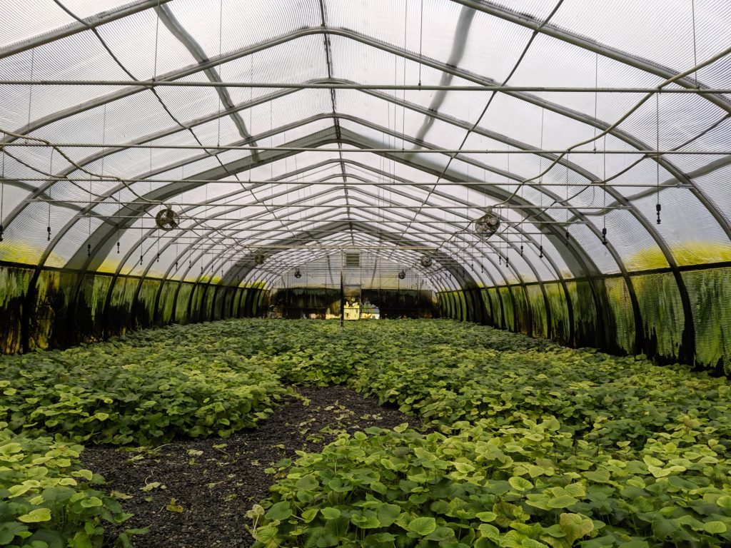 A giant green house with wasabi in it.