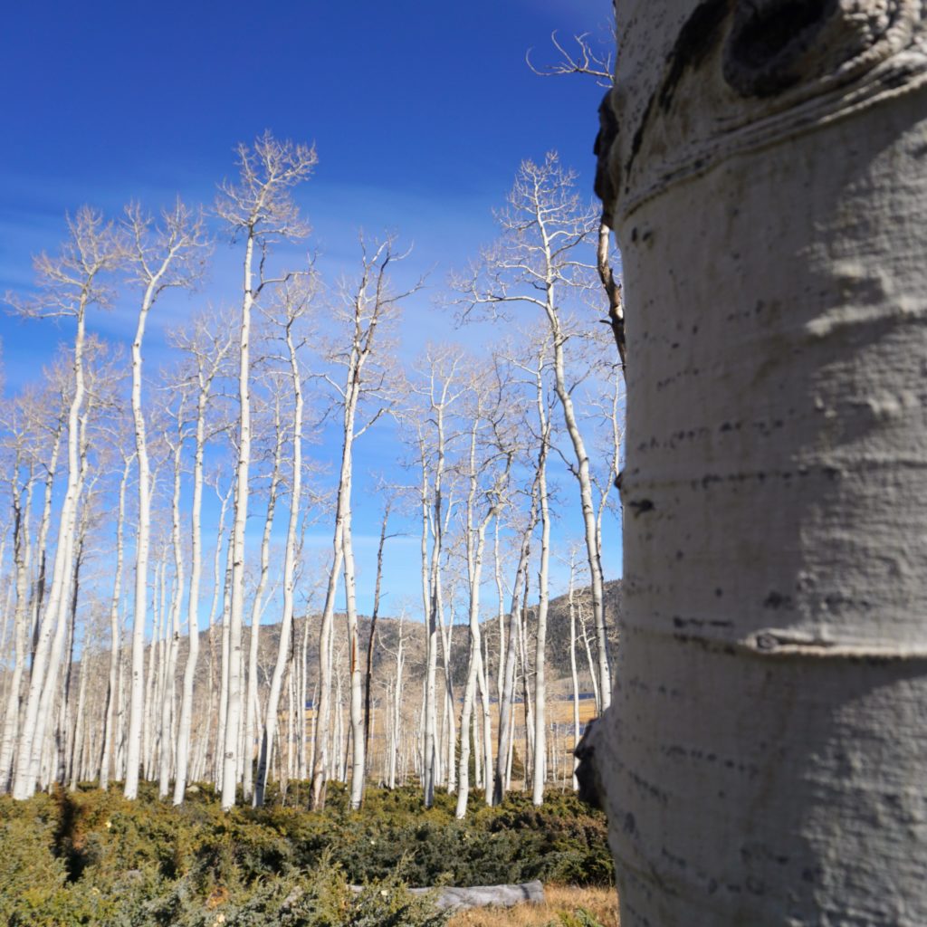 A bunch of aspen trees