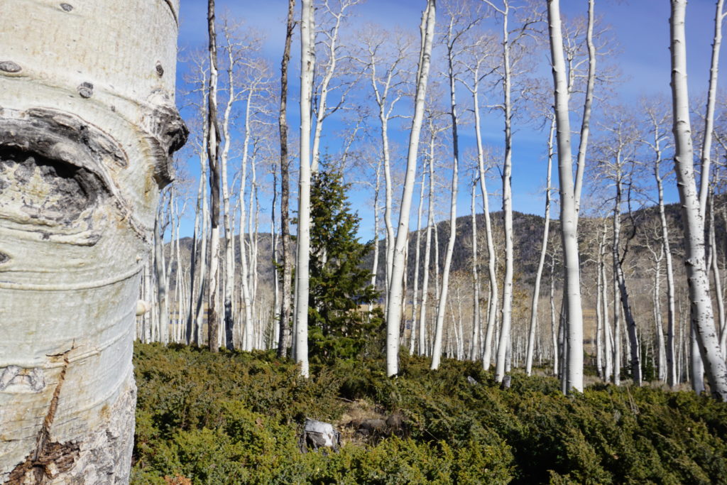 A bunch of aspen trees