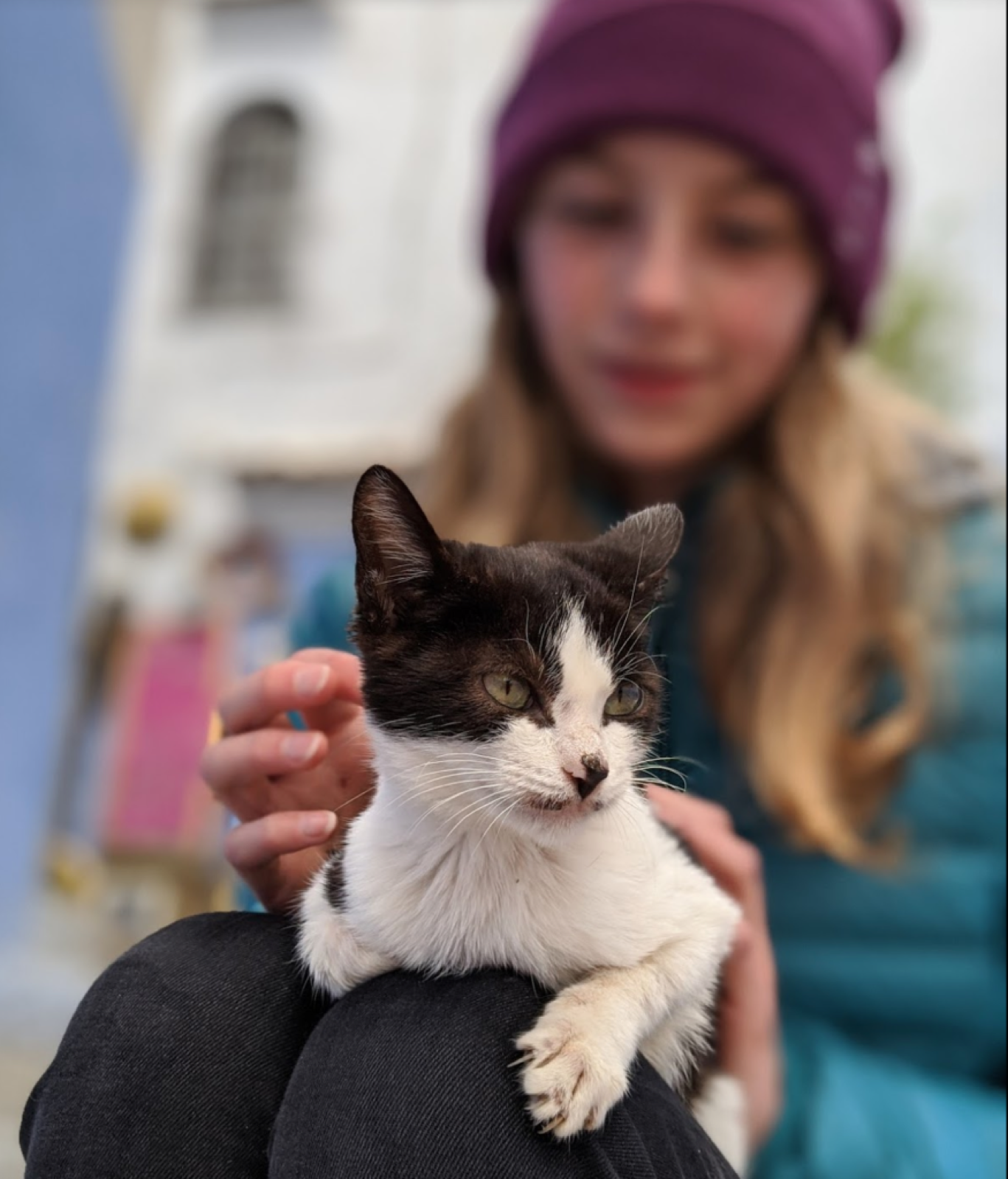 Little kitten sitting on person's lap