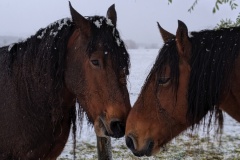 Horses in the snow