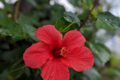 Beautiful hibiscus