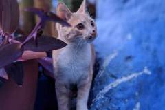 Chaouen cat
