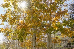 Aspen with leaves