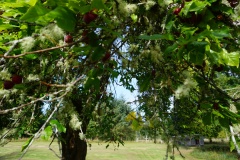 Cherry tree