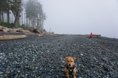 Bamboo on the beach