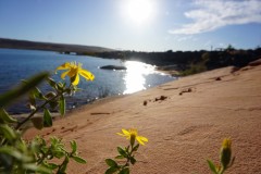 Flowers on the beach