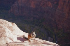 Chipmunk