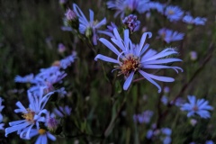 Purple flowers