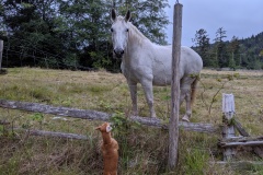 Bamboo meeting a horse