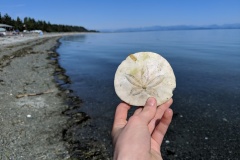 Sand dollar