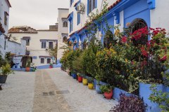 Chefchaouen plants