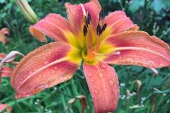 More flowers