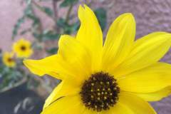 Yellow Flowers