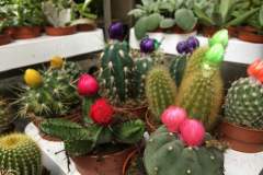 Cacti!!!!