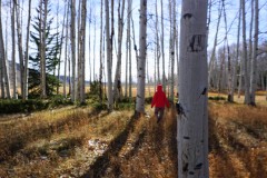 Walking in aspen forest